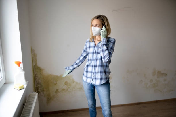 What Causes Mold Growth? - Mold Solutions